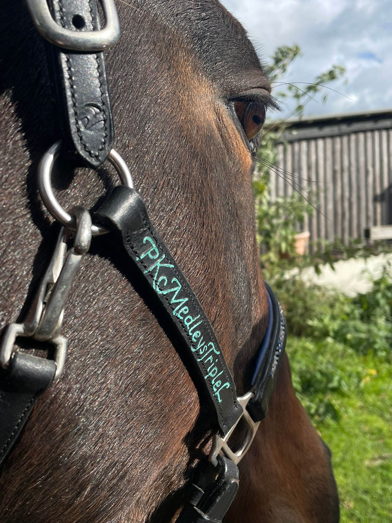 Leder-Halfter (pony) *personalisiert* â Bild 3